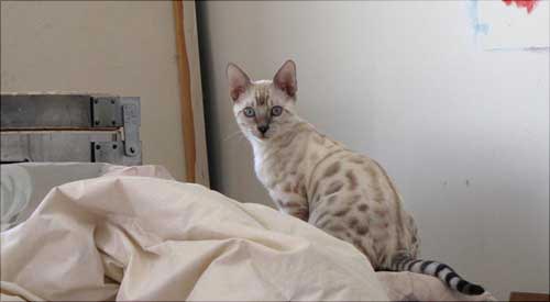 4th best bengal kitten On Safari 2013